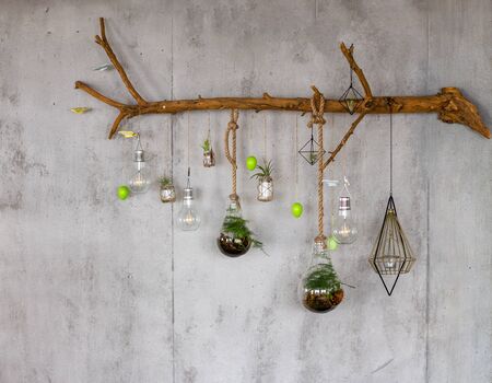 Wodden branch with bulbs and room plants hanging on stone wall decorating the living room.の写真素材