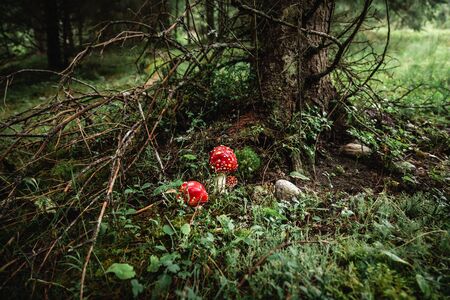 Closeup of a red toxic agaric mushroom in a deep and dark forest between moss and leaves like in a fairy tale.の写真素材