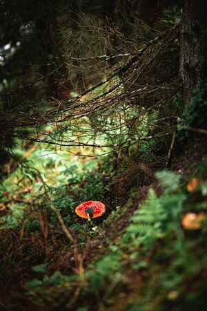 Closeup of a red toxic agaric mushroom in a deep and dark forest between moss and leaves like in a fairy tale. Useful as a background.の写真素材