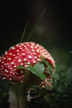 Closeup of a red toxic agaric mushroom in a deep and dark forest between moss and leaves like in a fairy tale. Useful as a background.の写真素材