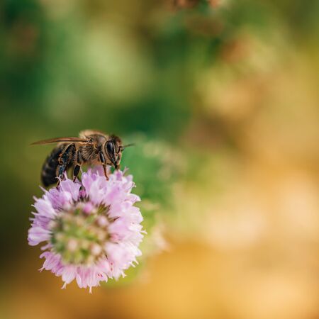 Bee licking nectar, the drink of the gods, from a mint flower in late summer, while the sun is rising.の写真素材