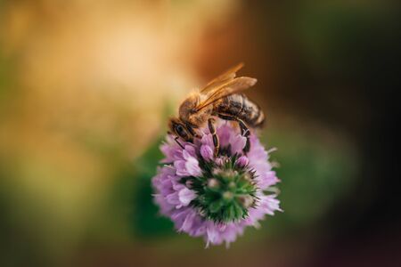Bee licking nectar, the drink of the gods, from a mint flower in late summer, while the sun is rising.の写真素材