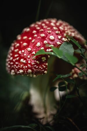 Closeup of a red toxic agaric mushroom in a deep and dark forest between moss and leaves like in a fairy tale.の写真素材
