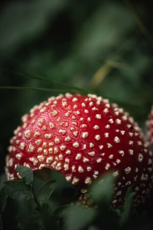Closeup of a red toxic agaric mushroom in a deep and dark forest between moss and leaves like in a fairy tale. Useful as a background.の写真素材