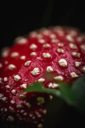 Closeup of a red toxic agaric mushroom in a deep and dark forest between moss and leaves like in a fairy tale. Useful as a background.の写真素材