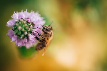 Bee licking nectar, the drink of the gods, from a mint flower in late summer, while the sun is rising.の写真素材