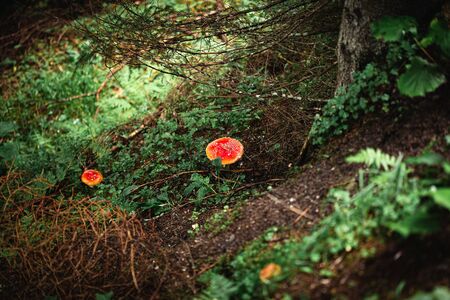 Closeup of a red toxic agaric mushroom in a deep and dark forest between moss and leaves like in a fairy tale. Useful as a background.の写真素材
