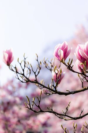 Closeup of a branch of a beautiful magnolia tree with opening and blooming blossoms in spring.の写真素材