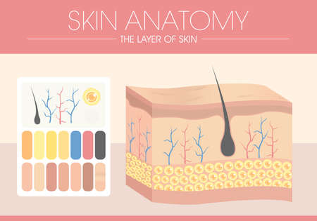 Human skin layered epidermis with hair follicles. Healthy skin anatomy medical vector illustration. Dermis and epidermis skin, low dermisのイラスト素材