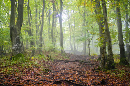 Magic forest with autumn mist, green treen, orange fallen leavesの写真素材