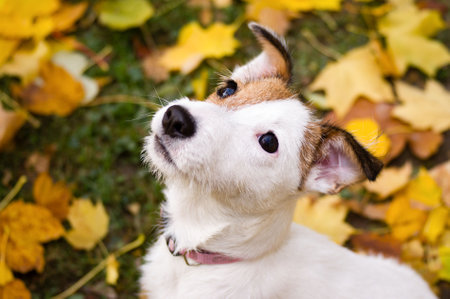 Jack Russel terrier puppy sitting on yellow autumn leaves, looking up to cameraの写真素材