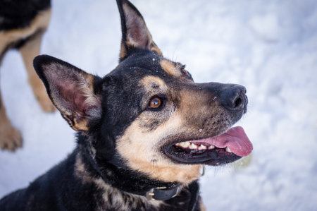 Closeup of German shepherd in animal shelter with snowy background