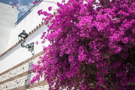 Pink flowers growing on the narrow streets of andalusian white town Mijasの写真素材