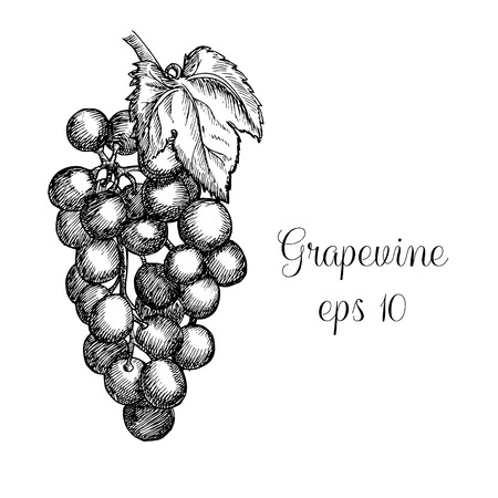 Hand drawn grapewineのイラスト素材