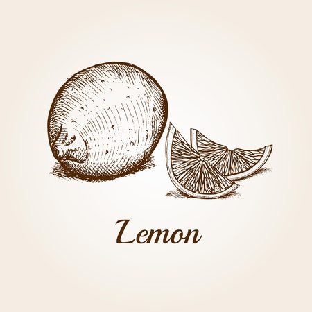 Hand drawn sketch set of lemon with sliced ??lemon.のイラスト素材