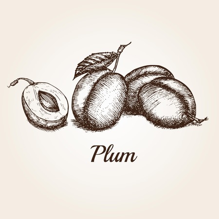 Hand drawn sketch set of plum.のイラスト素材