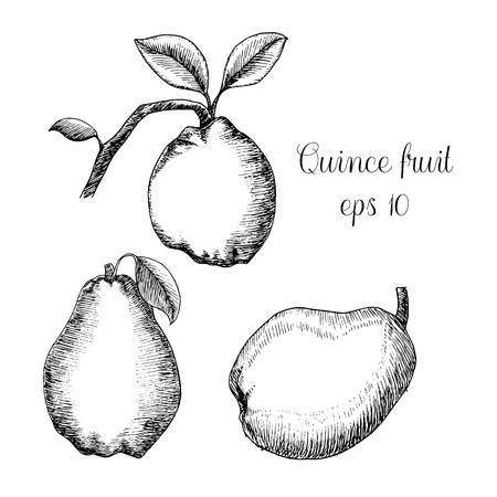 Hand drawn ink illustration of quinceのイラスト素材