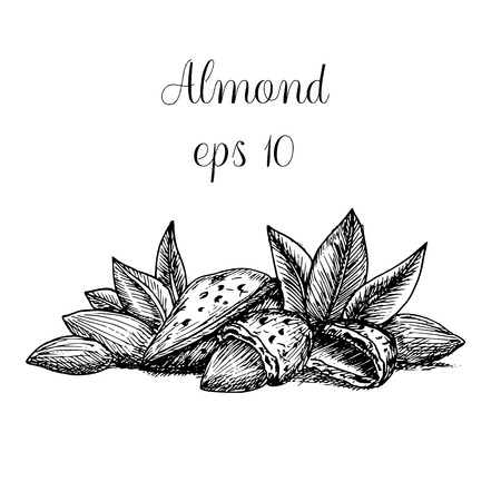 Hand drawn almondのイラスト素材
