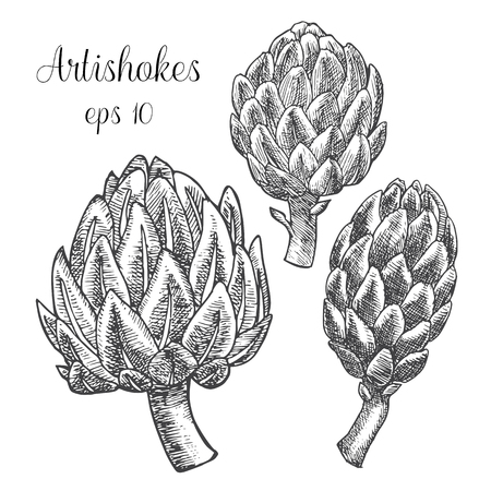 Artichoke. Hand drawn graphic illustration.のイラスト素材