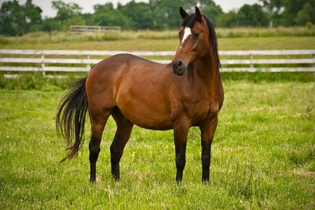 Graceful horseの写真素材