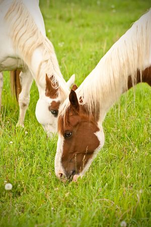 Spotted horses feeding...の写真素材