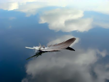 Feather floating on the riverの写真素材