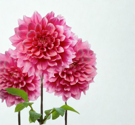 A close-up shot of three lush pink dahlia flowers with detailed petals and green stems, set against a clean white backdrop.の写真素材