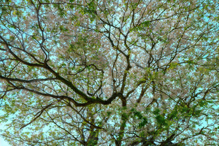 A dense canopy of tree branches with delicate leaves creates an intricate pattern against a bright, light blue sky.の写真素材