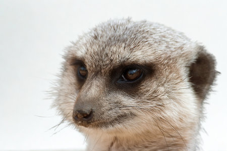 A detailed headshot of a meerkat with dark eyes and distinctive markings, set against a plain background.の写真素材