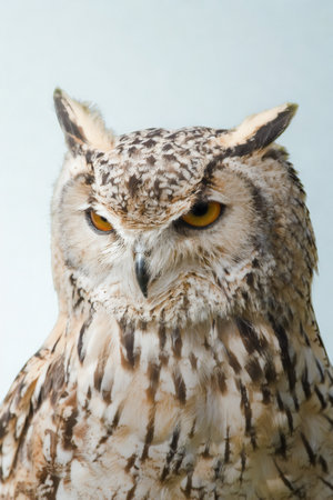 A detailed, head-on view of a large Eurasian Eagle Owl, showcasing its intricate feather patterns and piercing orange eyes against a soft blue background.の写真素材