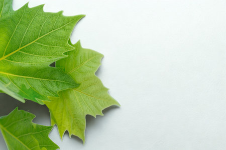 A cluster of fresh, bright green leaves with serrated edges are artfully arranged on a clean white...