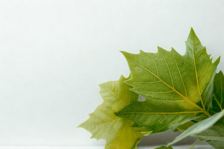 A close-up shot of several green and yellow autumn leaves clustered together against a plain white backdrop.の写真素材