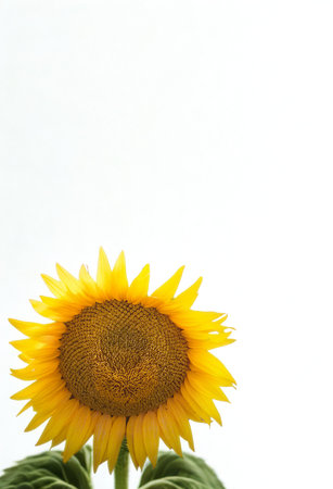 A close-up shot of a vibrant yellow sunflower with a dark center, set against a clean white backdrop with green leaves visible.の写真素材