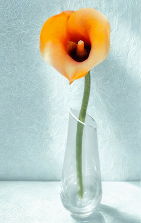 A vibrant orange calla lily stands tall in a delicate clear glass vase against a textured blue background.の写真素材