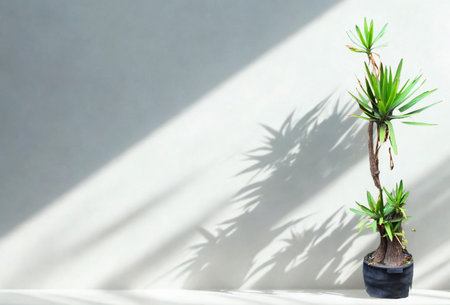 A tall green plant in a dark pot casts intricate shadows on a sunlit white wall, creating a minimalist and serene scene.の写真素材