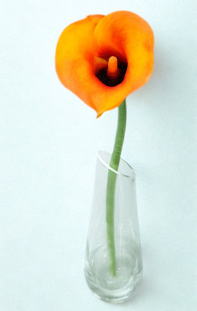 A striking orange calla lily stands tall in a simple clear glass vase against a bright white background.の写真素材