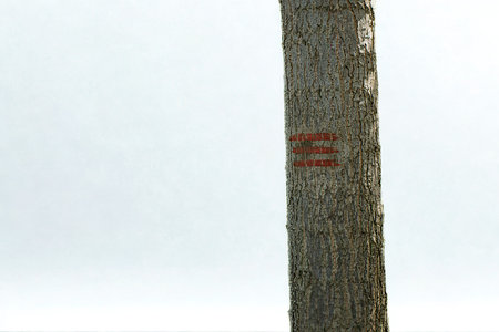 A detailed view of a textured tree bark with a small red symbol or mark, set against a soft, bright, and slightly overcast sky.の写真素材