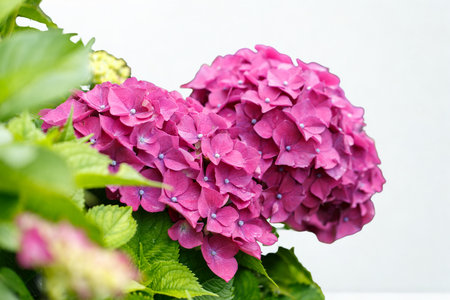 Close-up of a cluster of bright pink hydrangea flowers, glistening with tiny water droplets, surrounded by lush green leaves.の写真素材