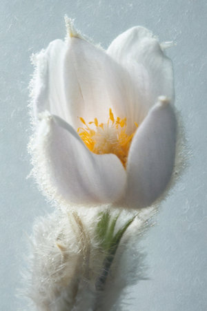 A soft focus close-up of a delicate white flower with fuzzy petals and a bright yellow center.の写真素材