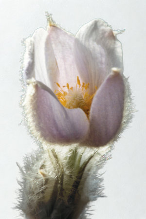 A close-up of a pale pink, fuzzy flower with yellow stamens, softly illuminated against a light background.の写真素材