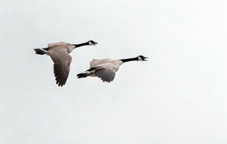 Two Canada geese are captured in mid-flight, their wings outstretched against a pale, overcast sky.の写真素材