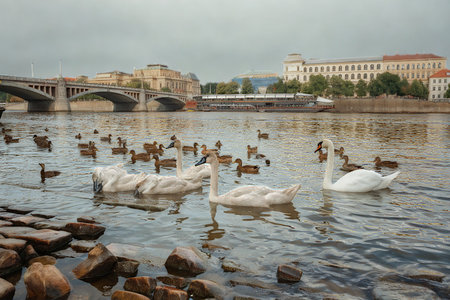 A flock of swans and ducks swim peacefully in a river, with a bridge and city skyline visible in the distance.の写真素材
