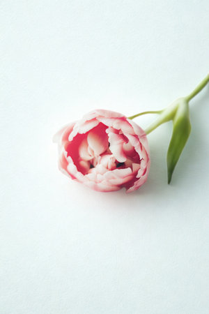 A single, partially opened pink and white tulip rests on a clean white surface, its green stem visible.の写真素材