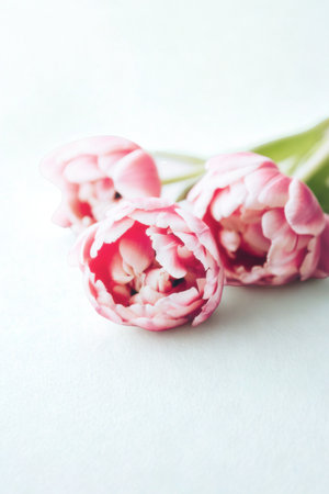 Close-up of soft pink double tulips with vibrant red centers, presented on a clean, bright white surface.の写真素材