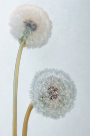 Close-up of two delicate dandelion seed heads with their fluffy parachutes ready to disperse.の写真素材