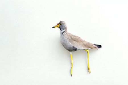 A medium shot of a bird with grey and brown plumage and striking long yellow legs, set against a plain white backdrop.の写真素材