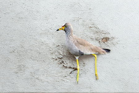 A medium-sized bird with a speckled brown and white body and striking yellow legs stands on a rough, light-colored textured surface.の写真素材