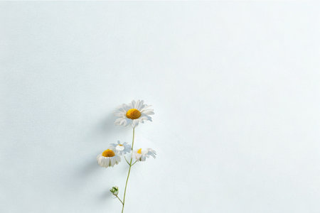 Three delicate white daisies with yellow centers are arranged on a plain, soft white background, casting subtle shadows.の写真素材