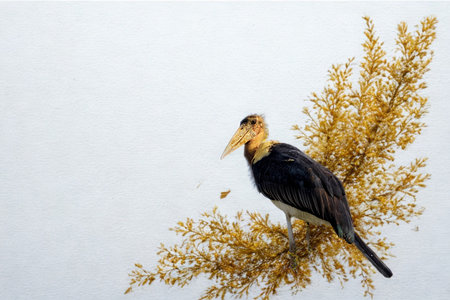 A black bird with a distinctive yellow face and beak sits on a cluster of dried golden grass against a plain background.の写真素材
