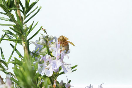 A close-up shot of a honeybee collecting nectar from tiny pale purple rosemary flowers, with soft...